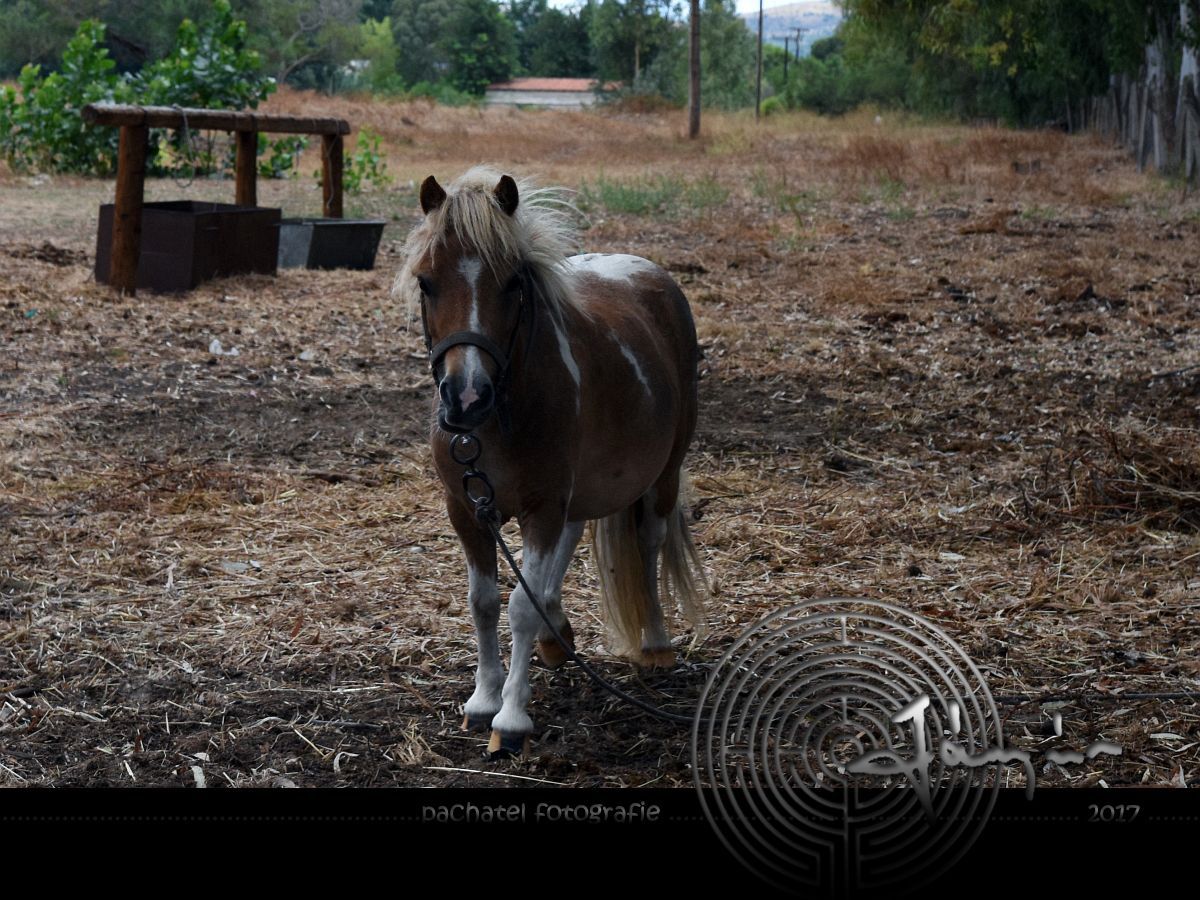 002 - zvědavý pony /Laganas Horse Riding Center