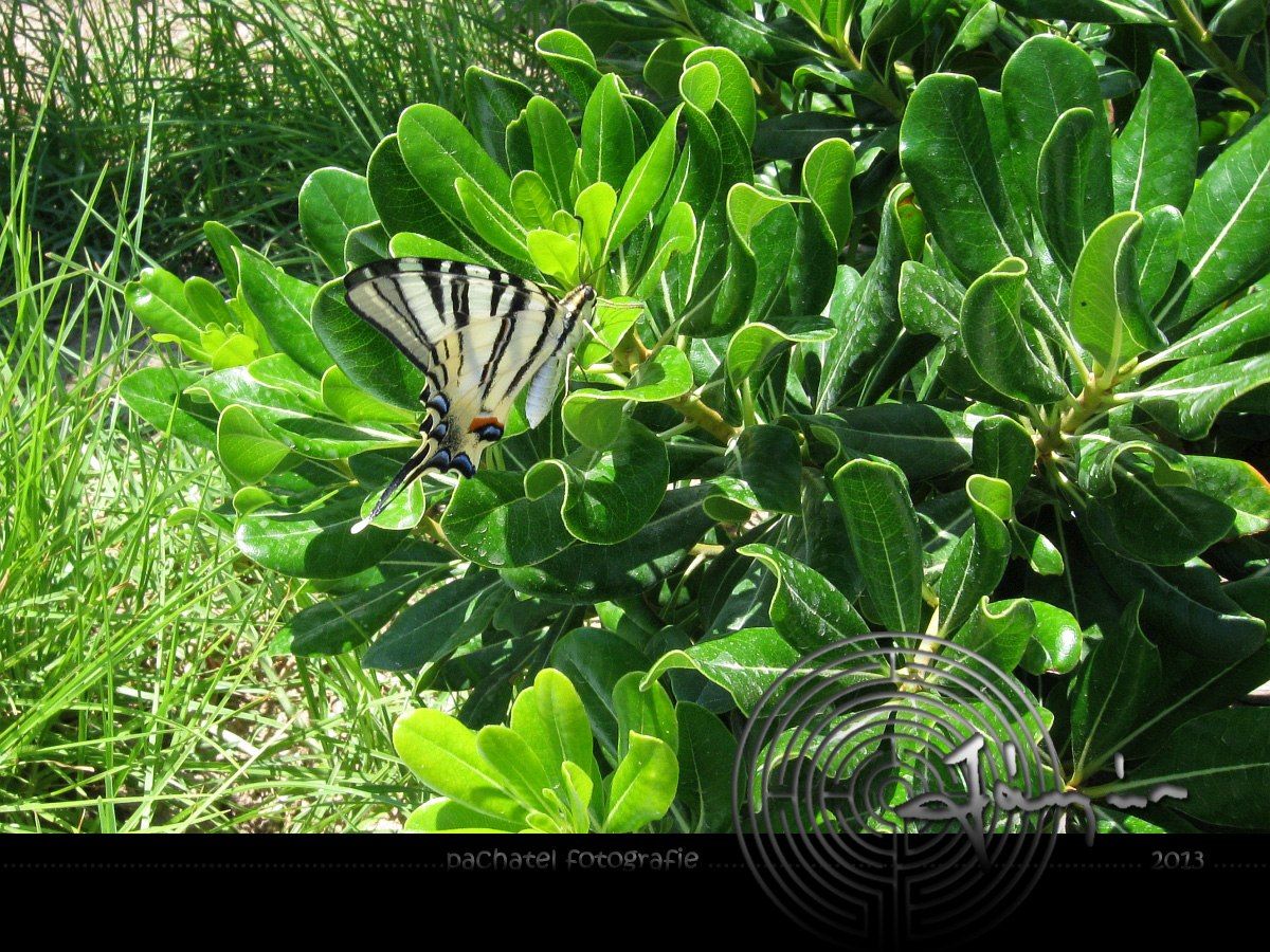 002 - Otakárek ovocný - Iphiclides podalirius