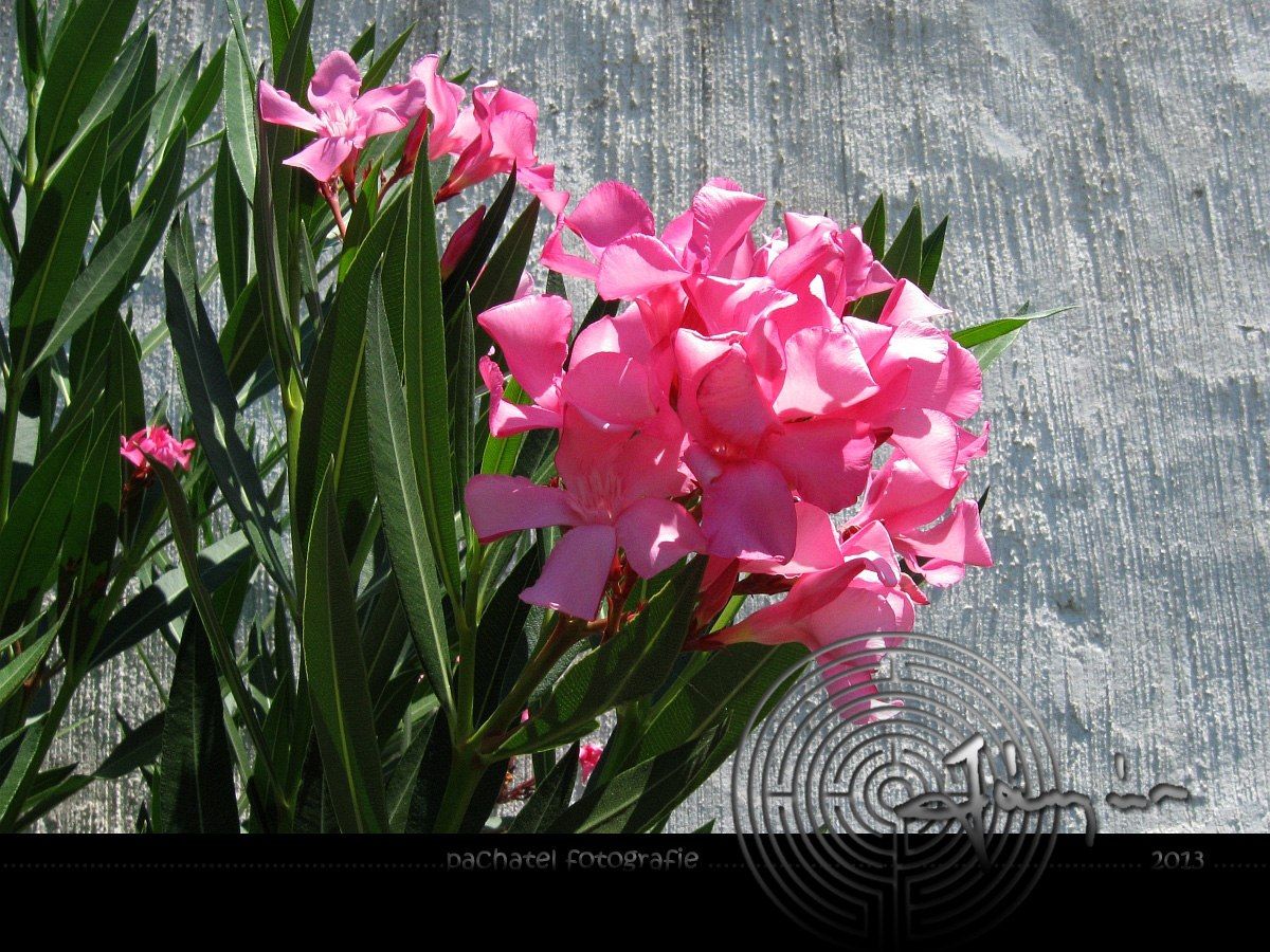 012 - Oleandr obecný /Nerium Oleander