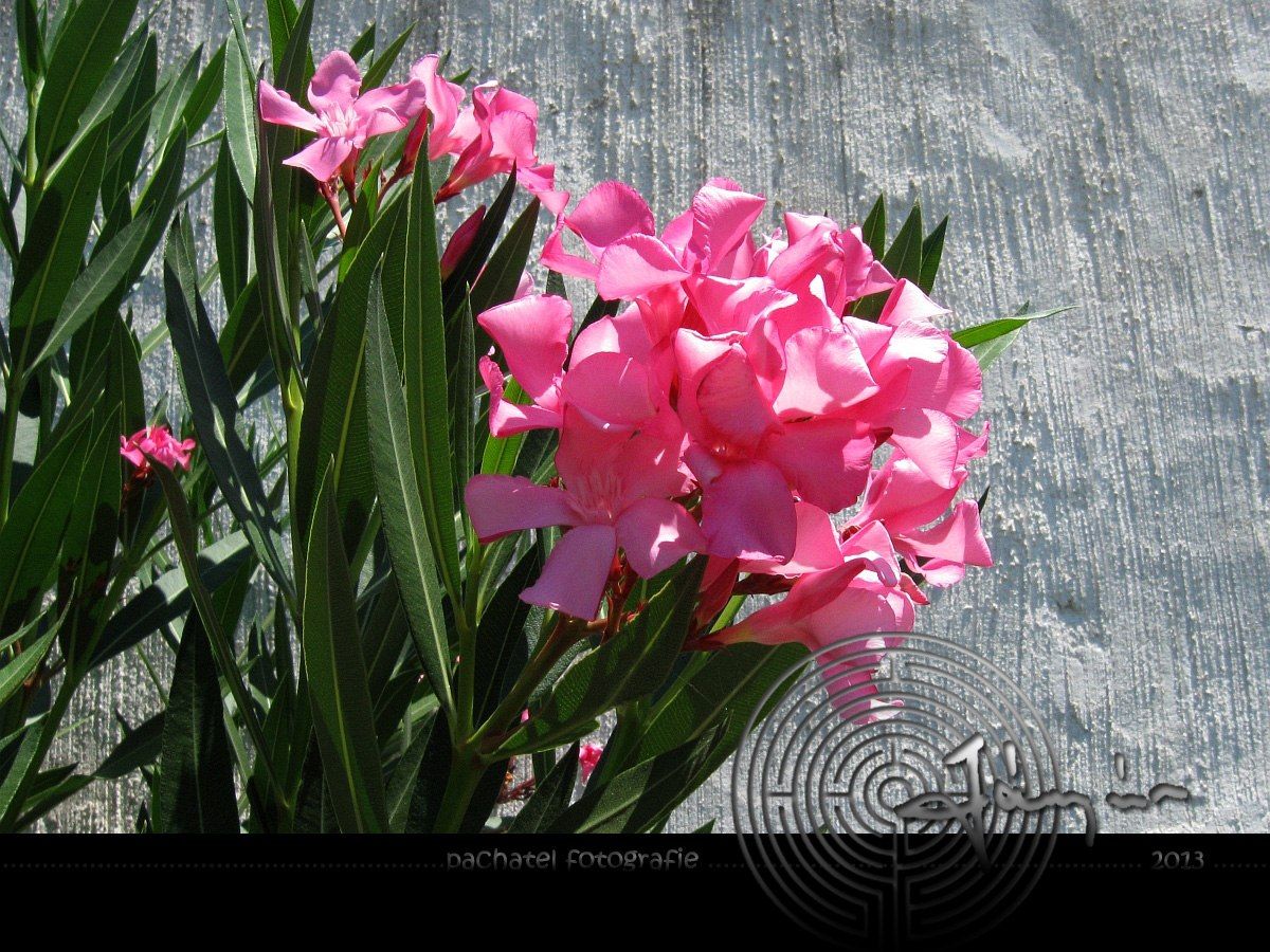 012 - Oleandr obecný /Nerium Oleander